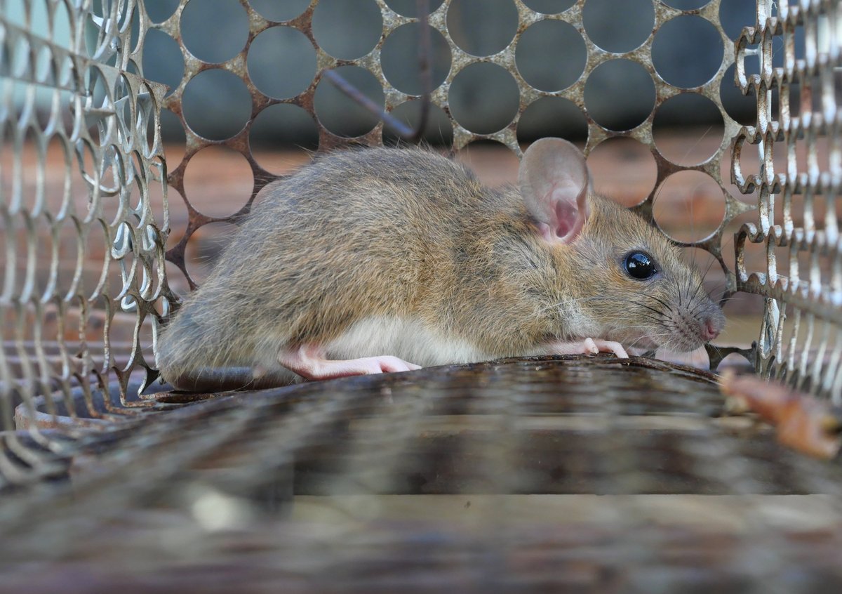 Rat in cage mousetrap, Mouse finding a way out of being confined, Trapping and removal of rodents that cause dirt and may be carriers of disease, Mice try to find freedom