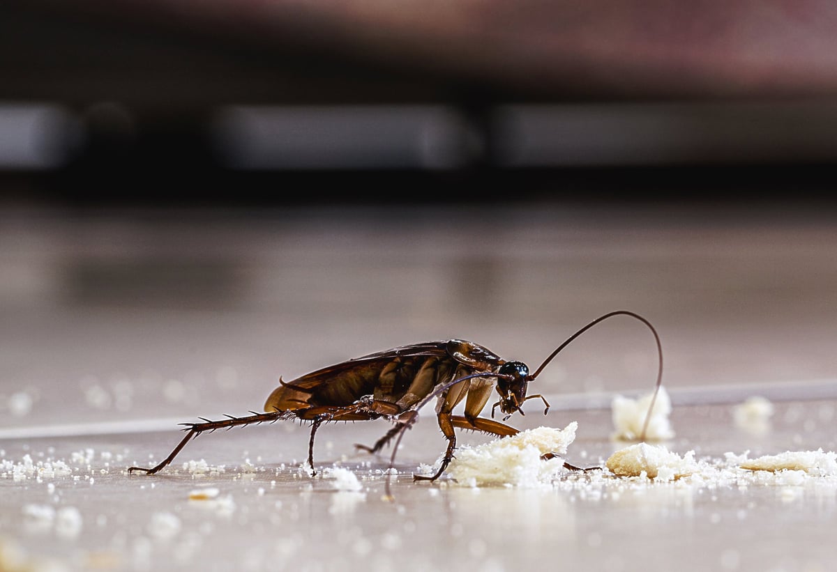 dirty cockroach walking on the floor eating crumbs of garbage, disgusting insect indoors, need for detection