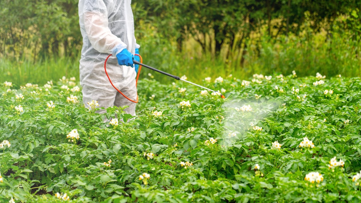 Weed control. A person sprays toxic pesticides or insecticides on a plantation.