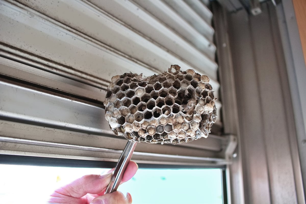 Removed paper wasp nest